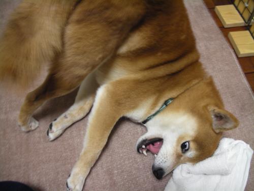 てやあ-!!