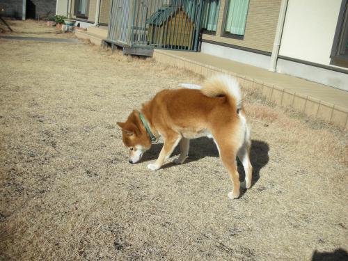 お庭をクンクン