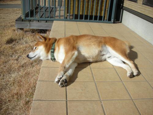 ひなたぼっこ