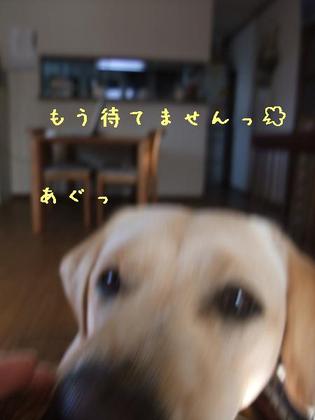 J307 J307