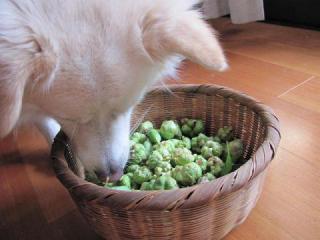 白犬とマタタビ_3573