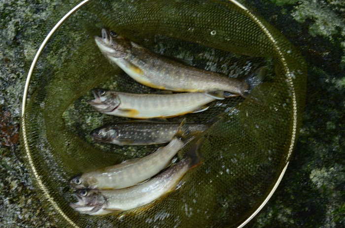 DSC_2787.jpg