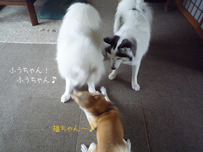 1P1170262.jpg