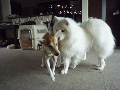 5P1170334.jpg