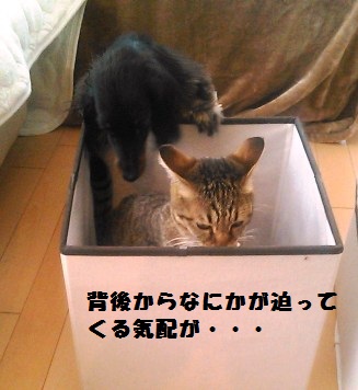 54_marofuku1_130427.jpg