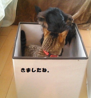54_marofuku2_130427.jpg