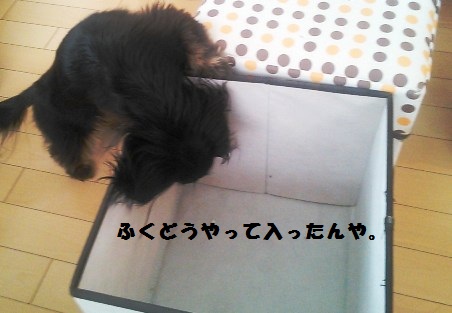 54_marofuku3_130427.jpg