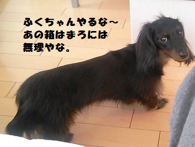 54_marofuku4_130427.jpg