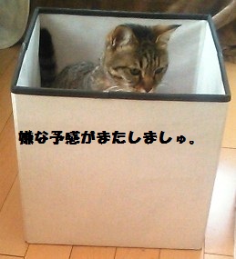 54_marofuku_130427.jpg