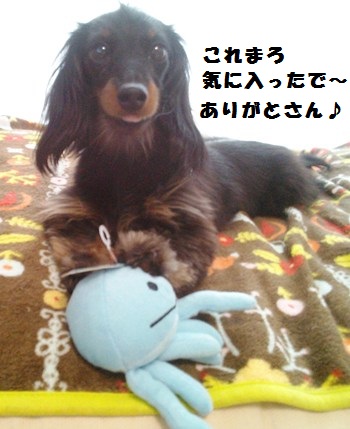 55_marofuku31_130501.jpg