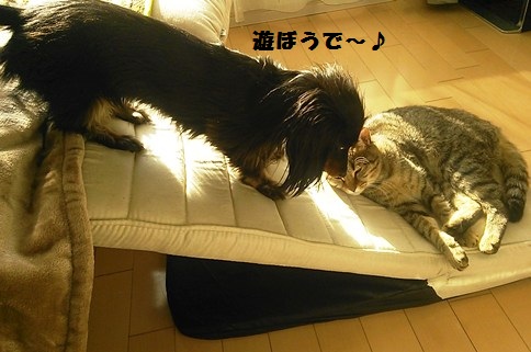 56_marofuku1_130503.jpg