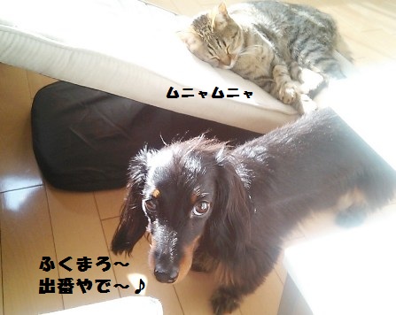 56_marofuku2_130503.jpg