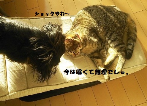 56_marofuku_130503.jpg