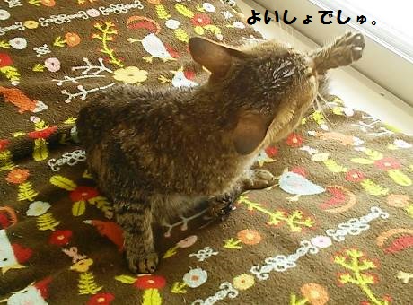 66_marofuku1__1305030.jpg