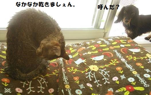 66_marofuku3__1305030.jpg