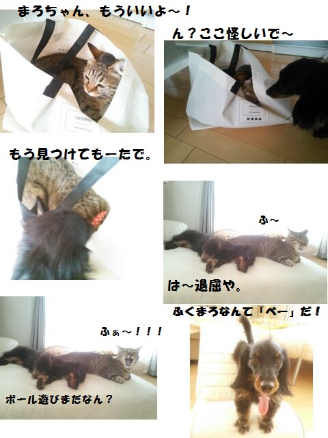 marofuku_130329.jpg
