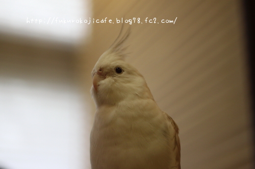 ミーチ1