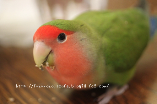 ぴよ2