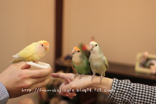 まめちゃんたまちゃん&はな