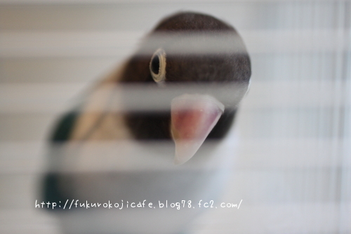 てんちゃん3