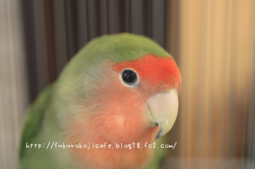 ラムネちゃん2