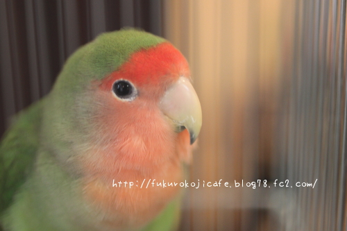 ラムネちゃん1