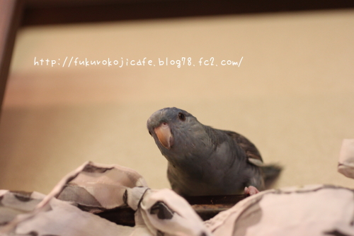 あさぎクン