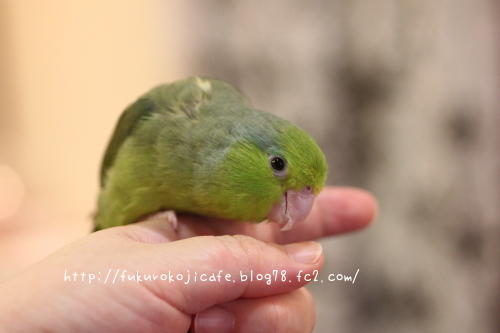 つくしちゃん1