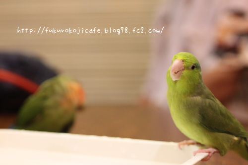 つくしちゃん7