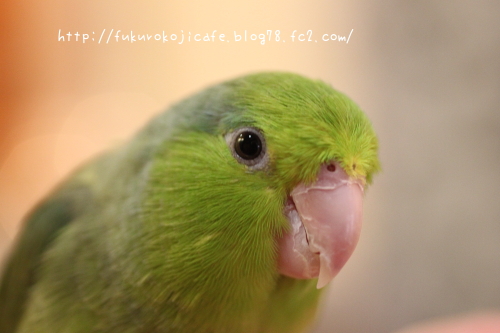つくしちゃん2