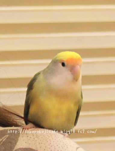 COCOちゃん