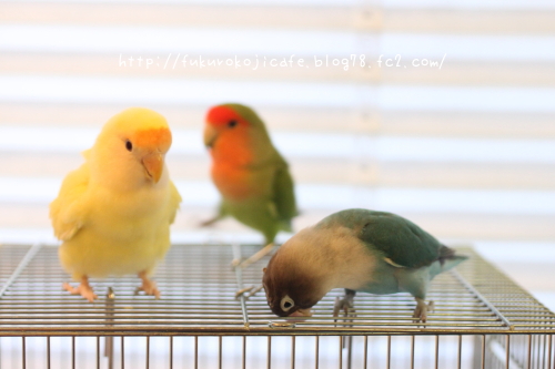 ミントくん&くく2