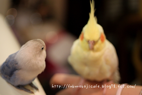 ラブちゃん&利あり
