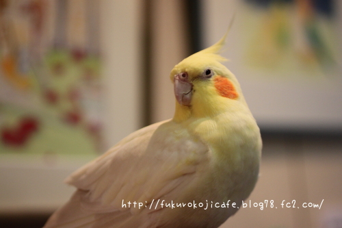 ラブちゃん
