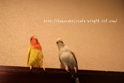 ふく&おうじ1