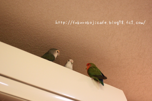 るり、こゆき、ふうた
