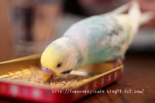 ポポちゃん3
