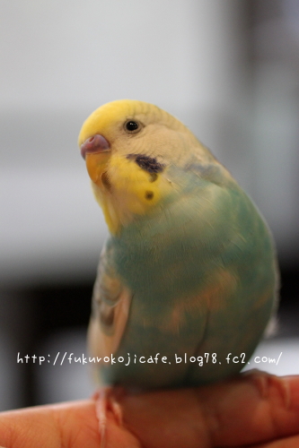 ポポちゃん0