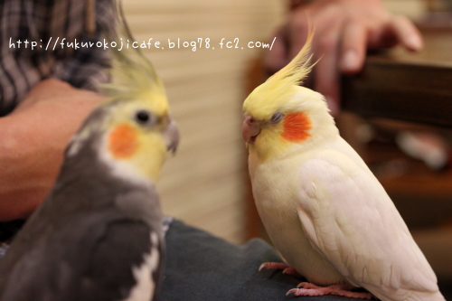 ミク君&そらちゃん2