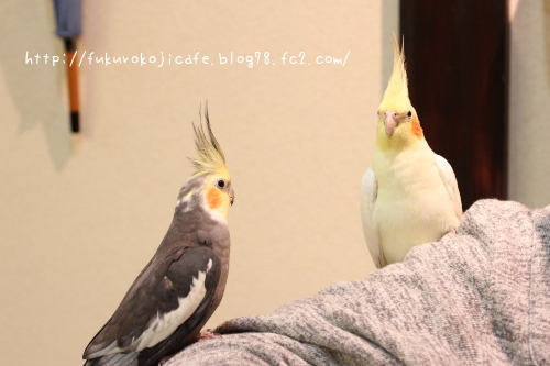 ミク君&そらちゃん1