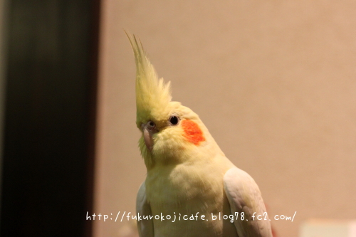 るびぃちゃん