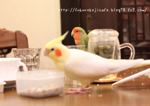 るびぃちゃん&ふうた2