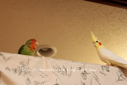 ふうた&るびぃちゃん1
