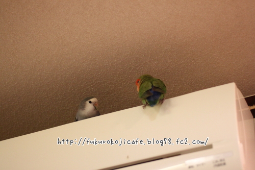 ぷーちゃん&ふうた