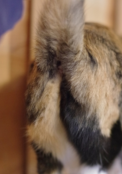 K52_3470.jpg