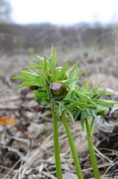 torq bos 5