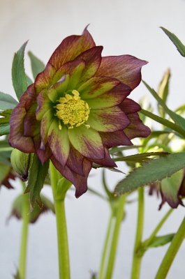 DSC_2975 (265x400)