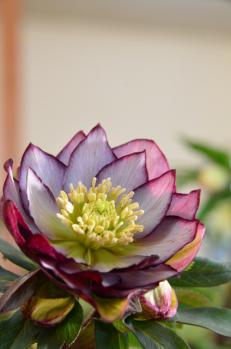 DSC_1719 (424x640)