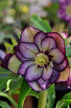 DSC_1715 (424x640)