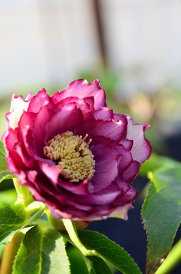 DSC_1686 (265x400)